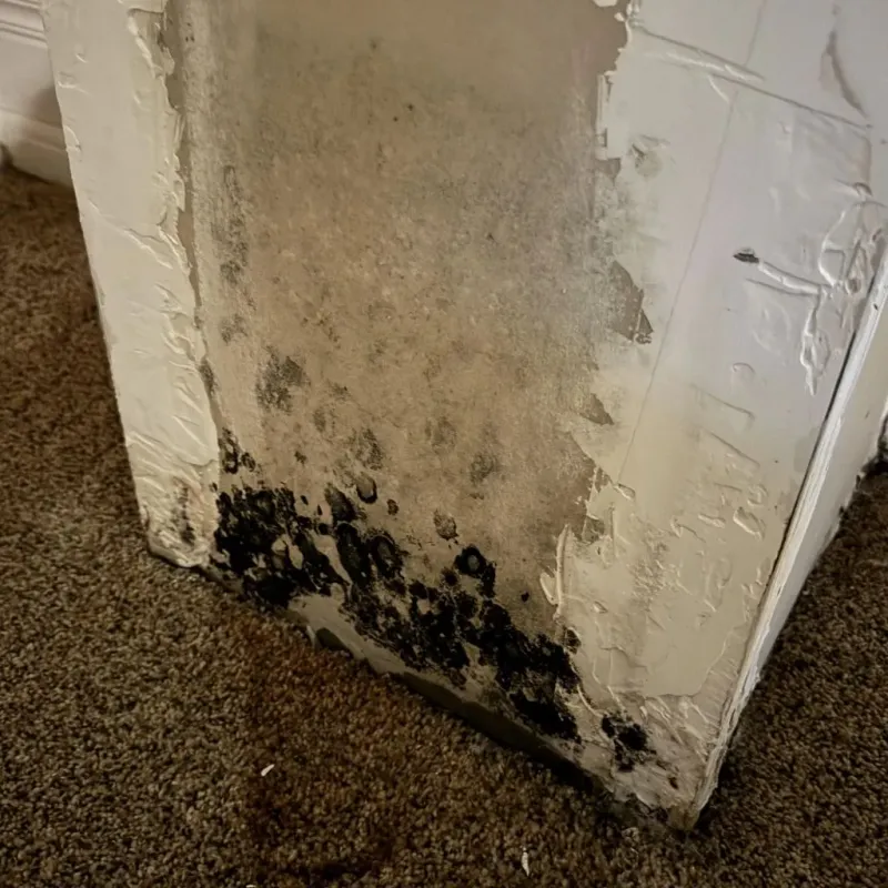 Professional Mold Removal in Ross County, OH